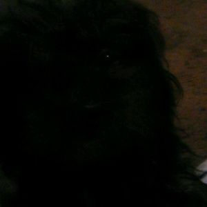 Meet your Posher, Hayden